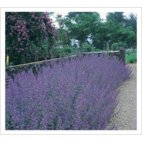 Nepeta Six Hills Giant 