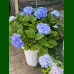 Hydrangea macrophylla Nikko Blue - Hortenzija Nikko Blue