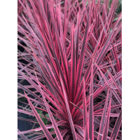 Cordyline australis Charlie  Boy - Kordili Charlie Boy