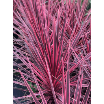 Cordyline australis Charlie  Boy - Kordili Charlie Boy