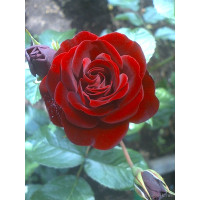 Ruža stablašica Lavaglut Ruža stablašica Lavaglut