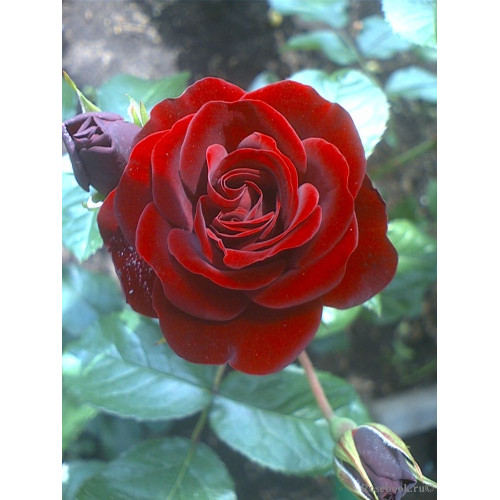 Ruža stablašica Lavaglut Ruža stablašica Lavaglut