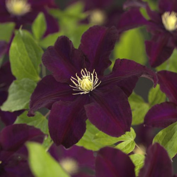 Clematis Warszawska Nike - Klematis Warsawska Nike