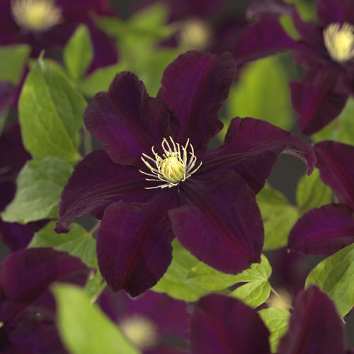 Clematis Warszawska Nike - Klematis Warsawska Nike