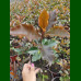 Photinia x fraseri Magical Volcano - Fotinija Magical Volkano