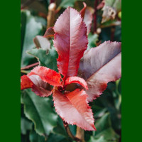 Photinia x fraseri Magical Volcano - Fotinija Magical Volkano