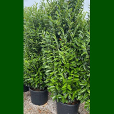 Prunus laurocerasus Genolia - Lovor višnja Genolia