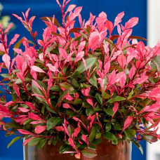 Photinia Little Fenna - Fotinija Little Fenna