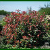 Photinia x fraseri Magical Volcano - Fotinija Magical Volkano