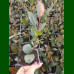 Photinia Little Fenna - Fotinija Little Fenna