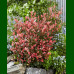 Photinia Little Fenna - Fotinija Little Fenna