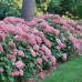 Hydrangea arborescens Pink Annabell - Hortenzija Pink Annabell