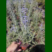 Perovskia atriplicifolia Lacey Blue - Žalfija Lacey Blue