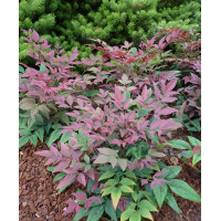 Nandina domestica Blushpink