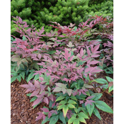 Nandina domestica Blushpink Nandina domestica Blushpink