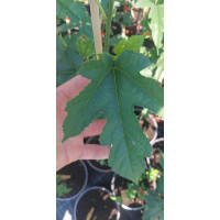 Morus alba Fruitless - Beli dud Fruitless Morus alba Fruitless - Beli dud Fruitless