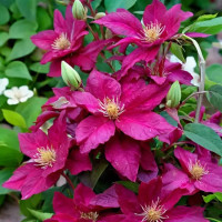 Clematis Ernest Markham - Klematis Ernest Markham Clematis Ernest Markham - Klematis Ernest Markham