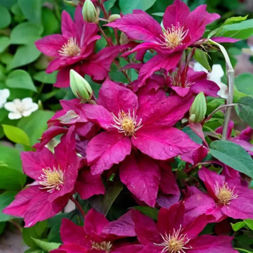 Clematis Ernest Markham - Klematis Ernest Markham Clematis Ernest Markham - Klematis Ernest Markham
