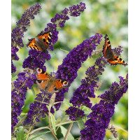 Buddleja Black Knight - Letnji jorgovan Black Knight