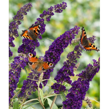 Buddleja Black Knight - Letnji jorgovan Black Knight