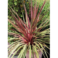 Cordyline australis Can Can - Kordilin Kan Kan