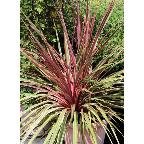Cordyline australis Can Can - Kordilin Kan Kan