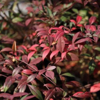 Nandina domestica Red Dragon - Nandina Red Dragon Nandina domestica Red Dragon - Nandina Red Dragon