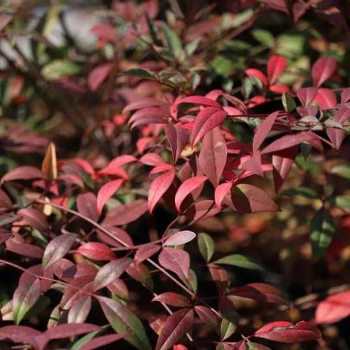 Nandina domestica Red Dragon - Nandina Red Dragon Nandina domestica Red Dragon - Nandina Red Dragon