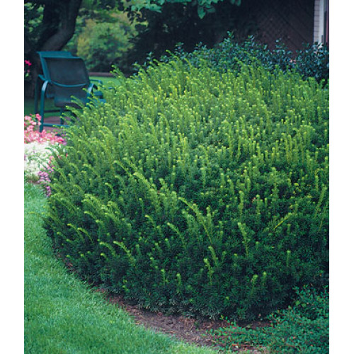 Taxus cuspidata Nana - Patuljasta japanska tisa