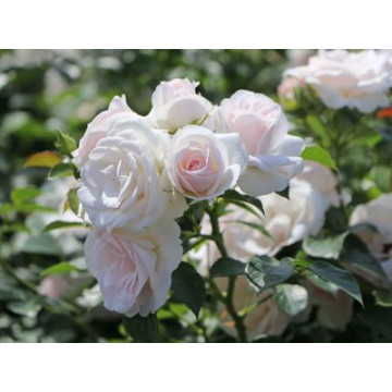 Ruža stablašica Aspirin Ruža stablašica Aspirin