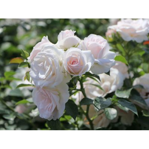 Ruža stablašica Aspirin Ruža stablašica Aspirin