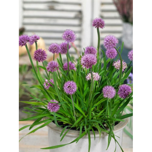 Allium senescens - Ukrasni luk