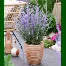 Perovskia atriplicifolia Lacey Blue - Žalfija Lacey Blue
