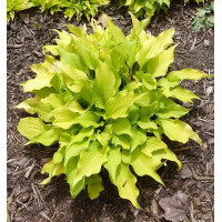 Hosta Golden Lemon