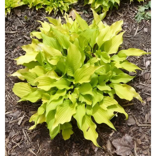 Hosta Golden Lemon