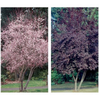 Prunus cerasifera Multi - stem - Crvenolisna šljiva Multi - stem