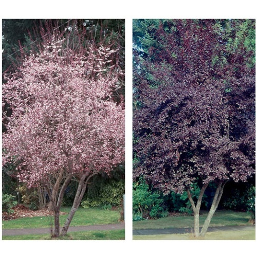 Prunus cerasifera Multi - stem - Crvenolisna šljiva Multi - stem Prunus cerasifera Multi - stem - Crvenolisna šljiva Multi - stem