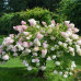 Hydrangea paniculata Grandiflora - Drvenasta hortenzija Grandiflora