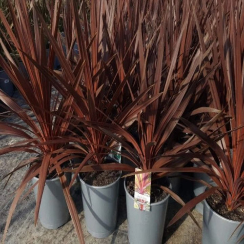 Cordyline australis Red Star - Kordilin Red Star