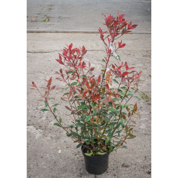Photinia fraseri Mandarino - Fotinija Mandarino