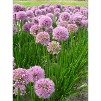 Allium Summer Beauty - Ukrasni luk Summer Beauty