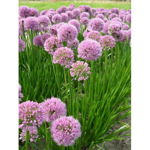 Allium Summer Beauty - Ukrasni luk Summer Beauty