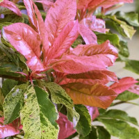 Photinia serratifolia Pink Crispy - Fotinija Pink Crispy