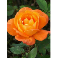 Ruža stablašica Super Trouper Ruža stablašica Super Trouper