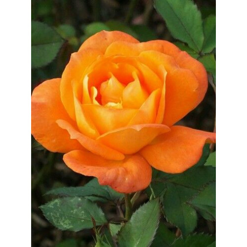 Ruža stablašica Super Trouper