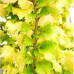 Ulmus Hollandica Wredei - Zlatni brest