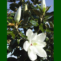 Magnolia Grandiflora - Zimzelena Magnolija