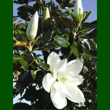 Magnolia Grandiflora - Zimzelena Magnolija