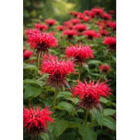 Monarda Cambridge Scarlet