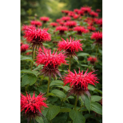 Monarda Cambridge Scarlet